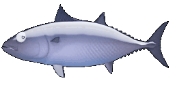 Animated texture for the Bluefin Tuna model