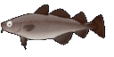 Animated texture for the Pacific Cod model
